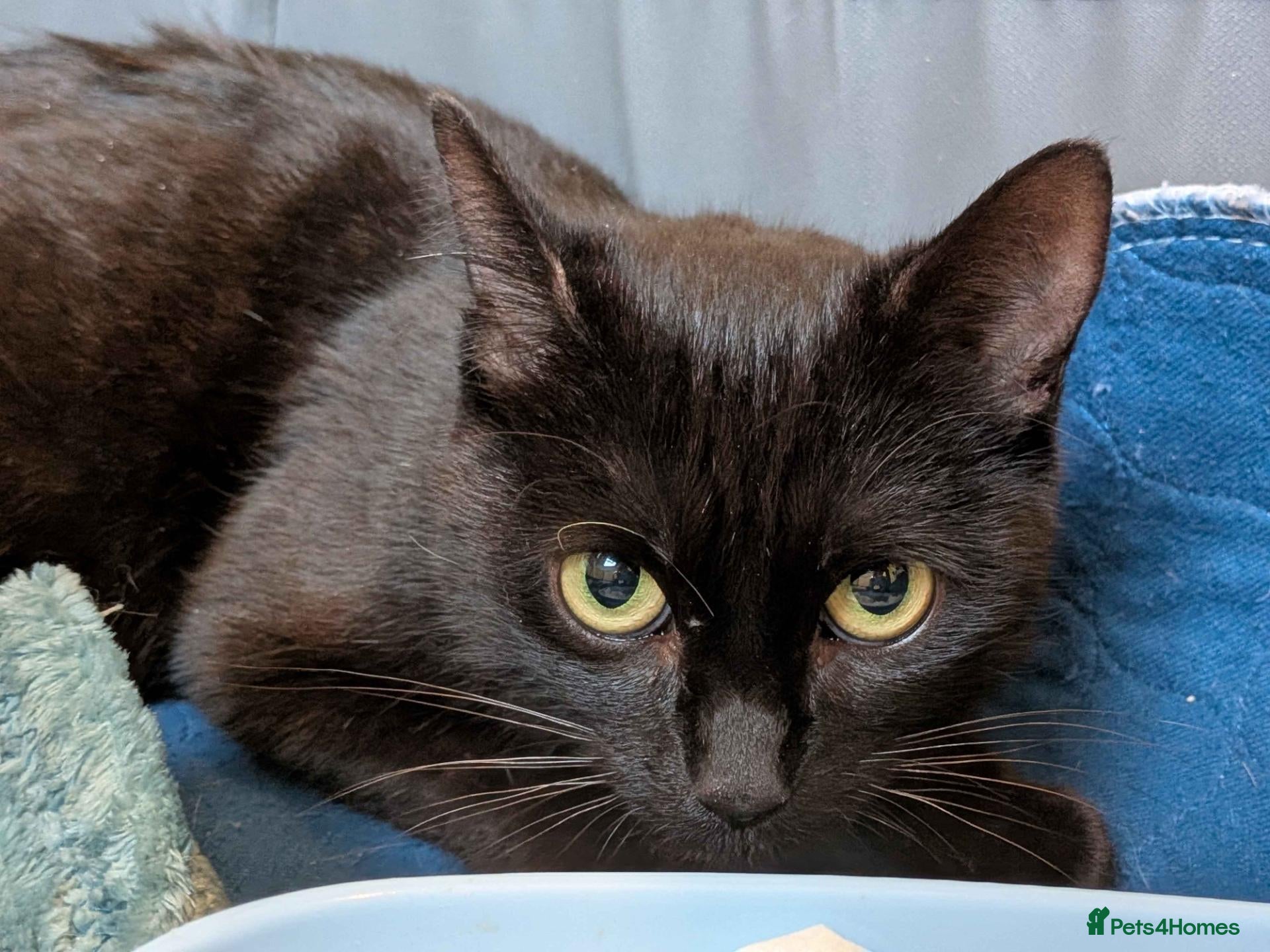 Mixed Breed cats ADOPTION: Patissiere - Advert 1