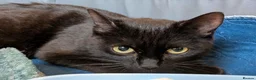 Mixed Breed cats for adoption: ADOPTION: Patissiere - Advert 1