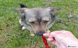 Mixed Breed dogs for adoption: Careful Carly - Image 6