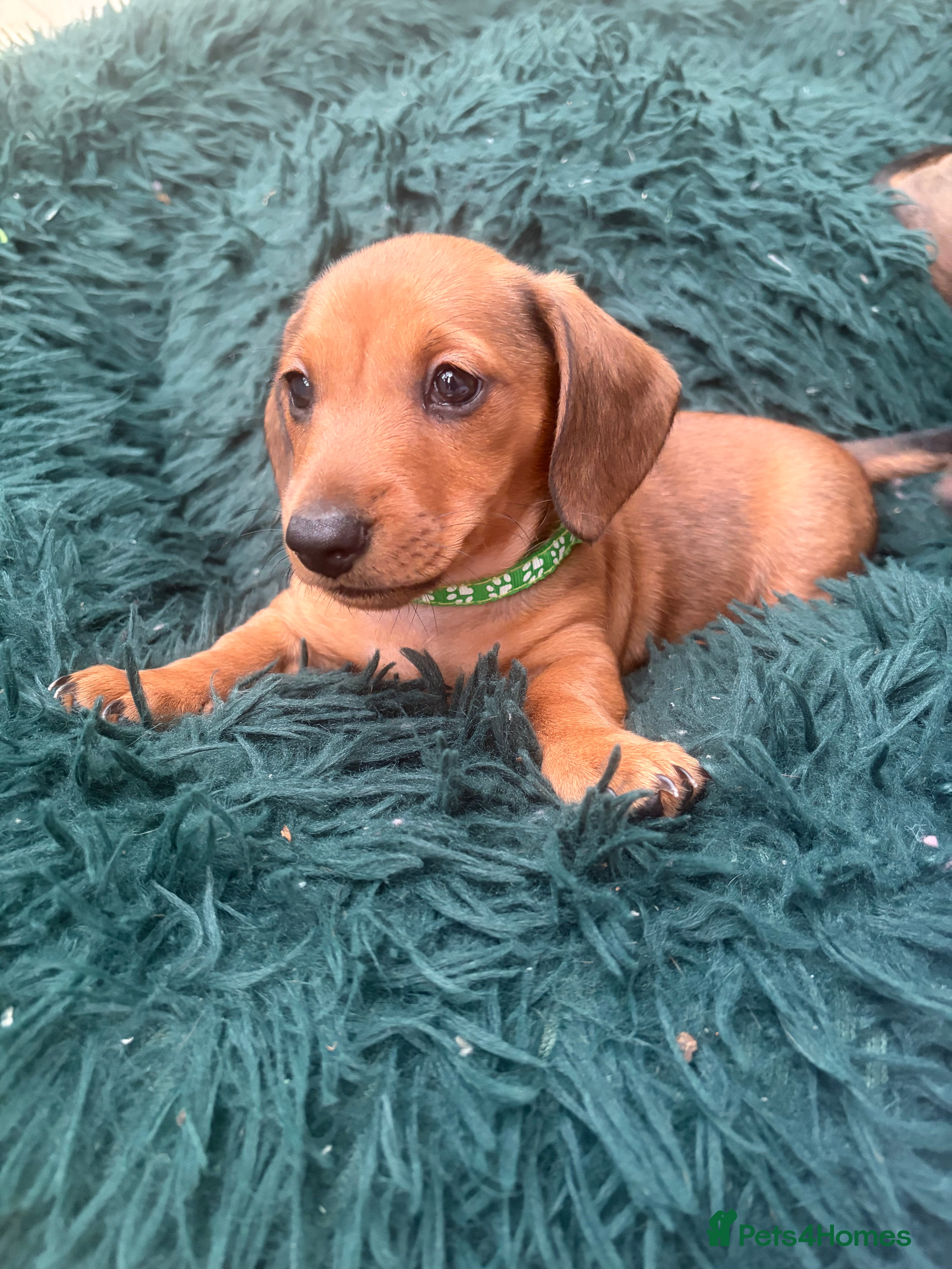 Dachshund dogs Beautiful Dachsunds puppies  - Advert 2