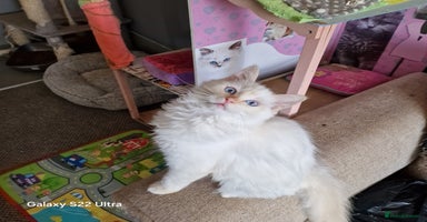 Ragdoll cats - Advert 5