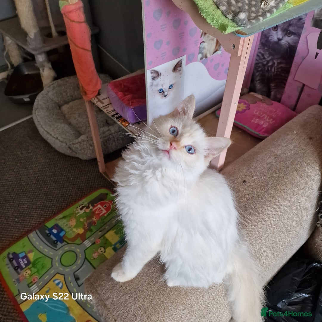 Ragdoll cats for sale: Pure loving ragdool ready for new home  - Image 2
