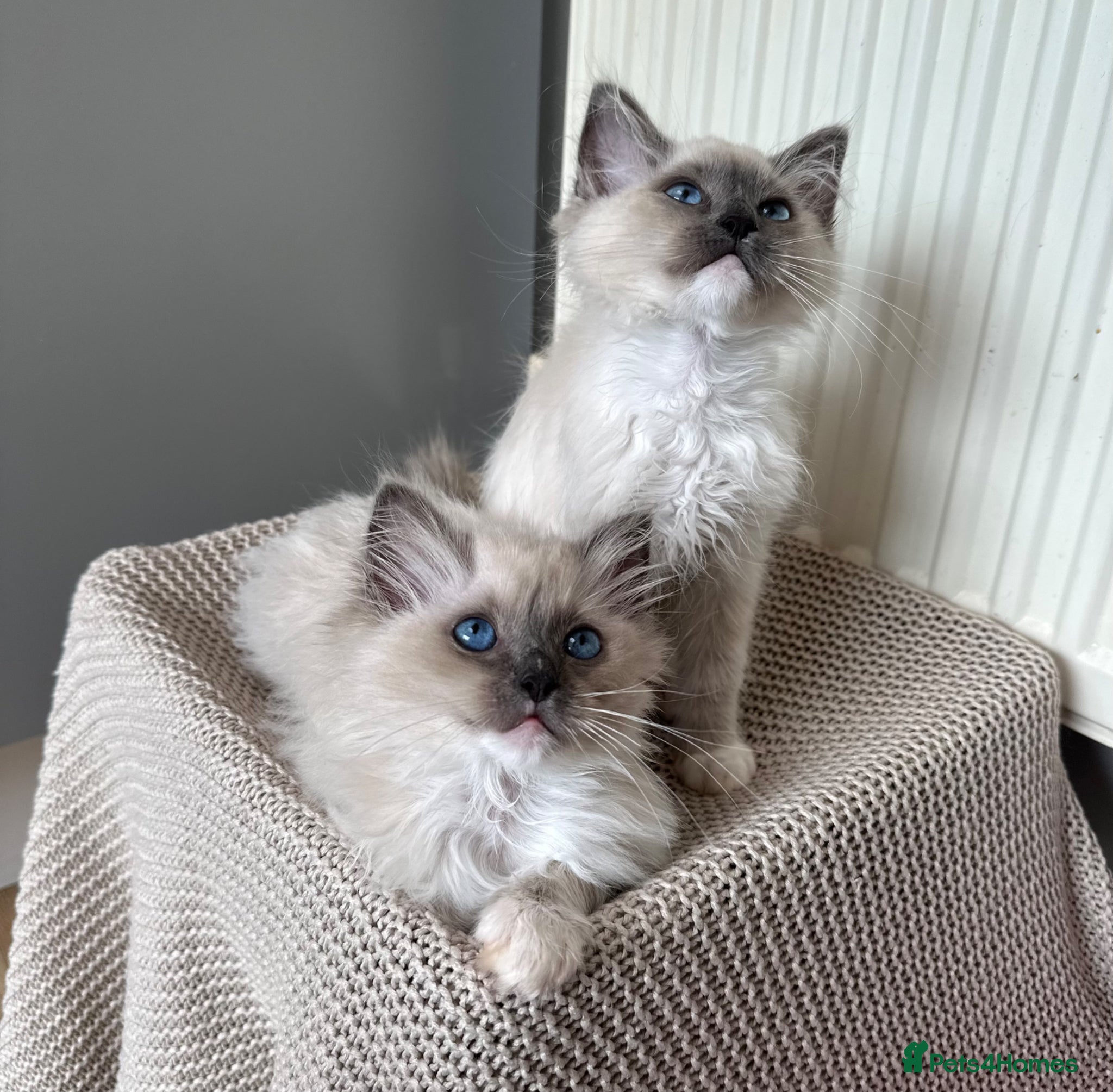 Ragdoll cats Purebred champion blood line ragdolls - Advert 1