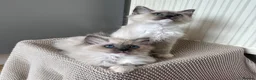 Ragdoll cats for sale: Purebred champion blood line ragdolls - Advert 1