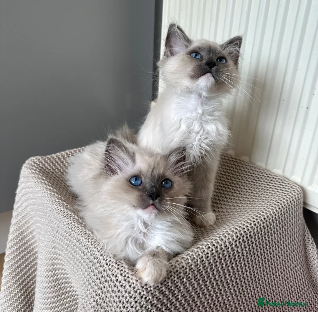 Ragdoll cats for sale: Purebred champion blood line ragdolls - Advert 1