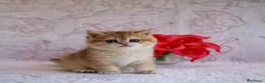 British Shorthair 4