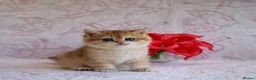 British Shorthair cats for sale: British shorthair available 🦁 - Advert 3