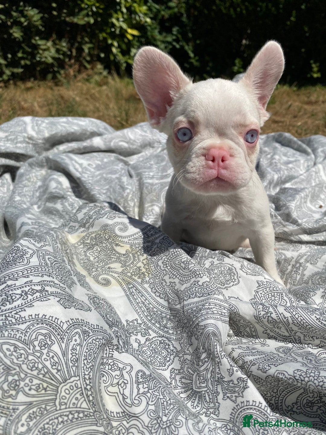 French Bulldog dogs for sale: French bulldog puppies - 3 boys 1 girl (pink husky - Image 17