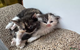 Persian cats for sale: Persian Kittens  - Image 32