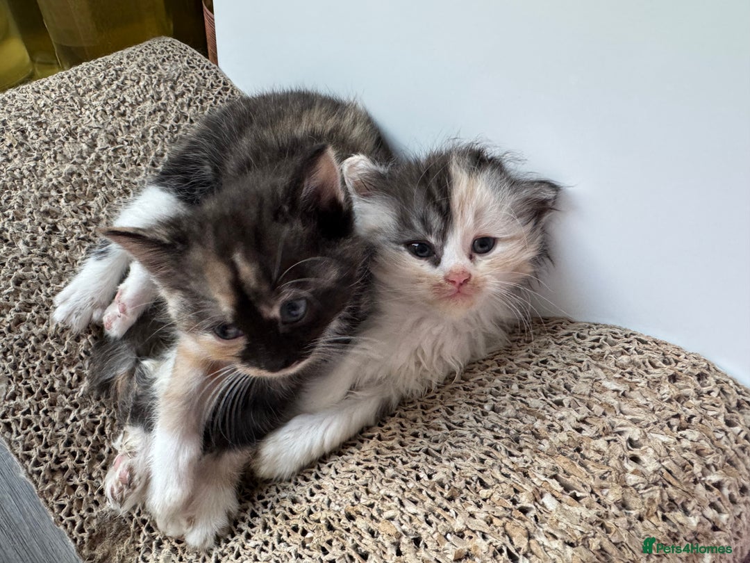 Persian cats for sale: Persian Kittens  - Image 32