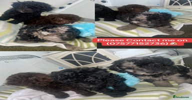 Miniature Poodle dogs - Advert 16
