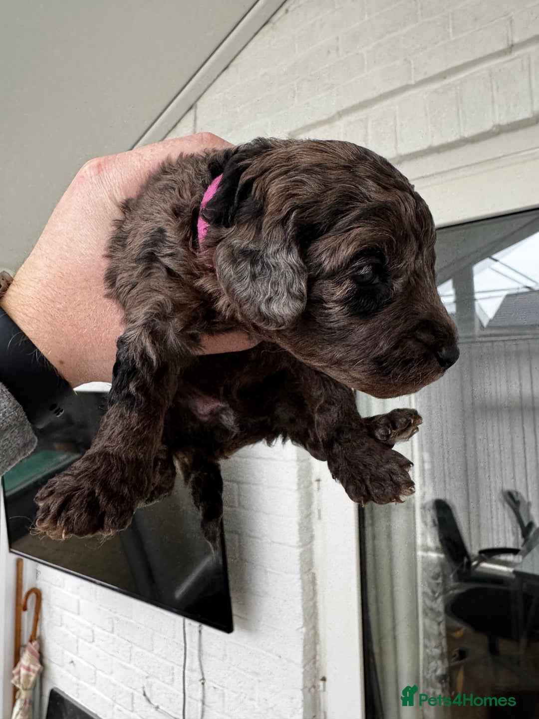 Miniature Poodle dogs for sale: Striking merle and black Miniature Poodle Puppies - Advert 39