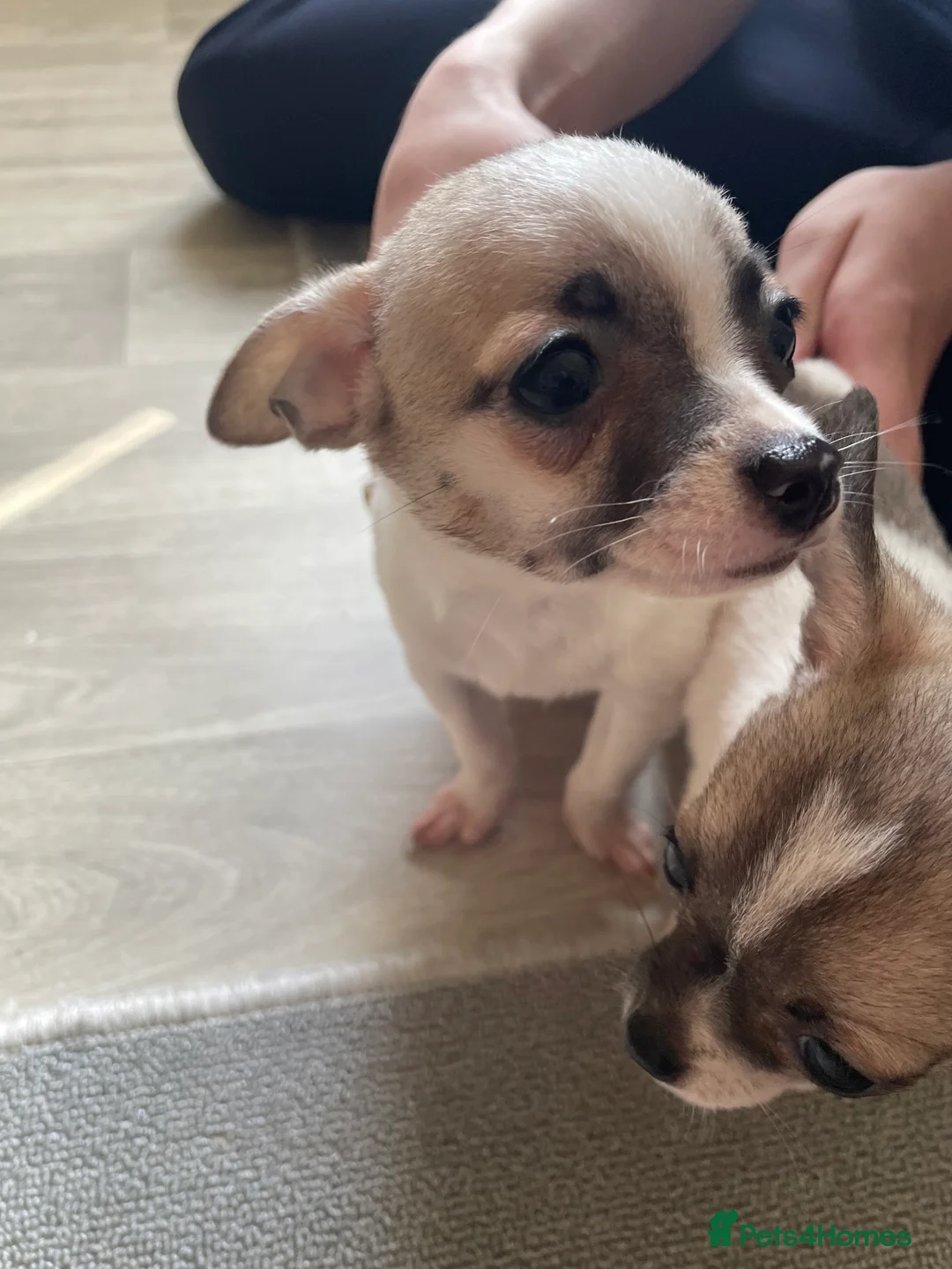 Jack Chi dogs for sale: Puppies  - Advert 2