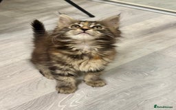 Maine Coon cats for sale: Pedigree Maine Coon kittens - Image 9