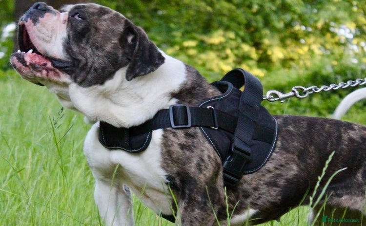 Alapaha Blue Blood Bulldog dogs - Advert 1