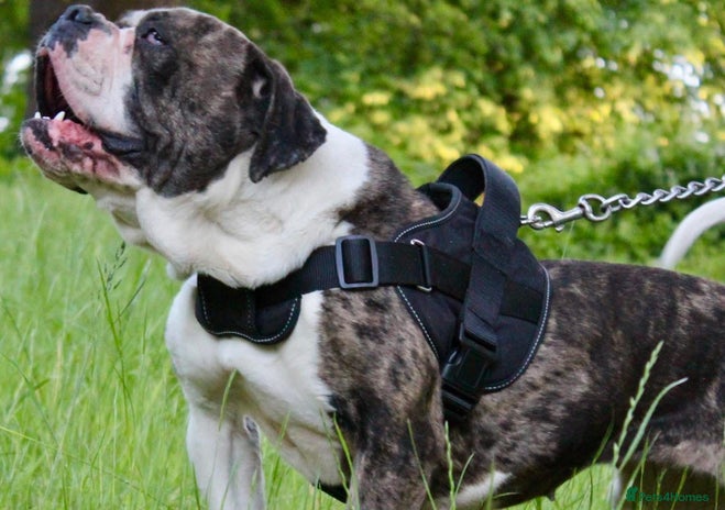 Alapaha Blue Blood Bulldog dogs - Advert 1