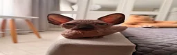 Sphynx cats for sale: !🌺🫶 Ready NOW!! - Advert 32