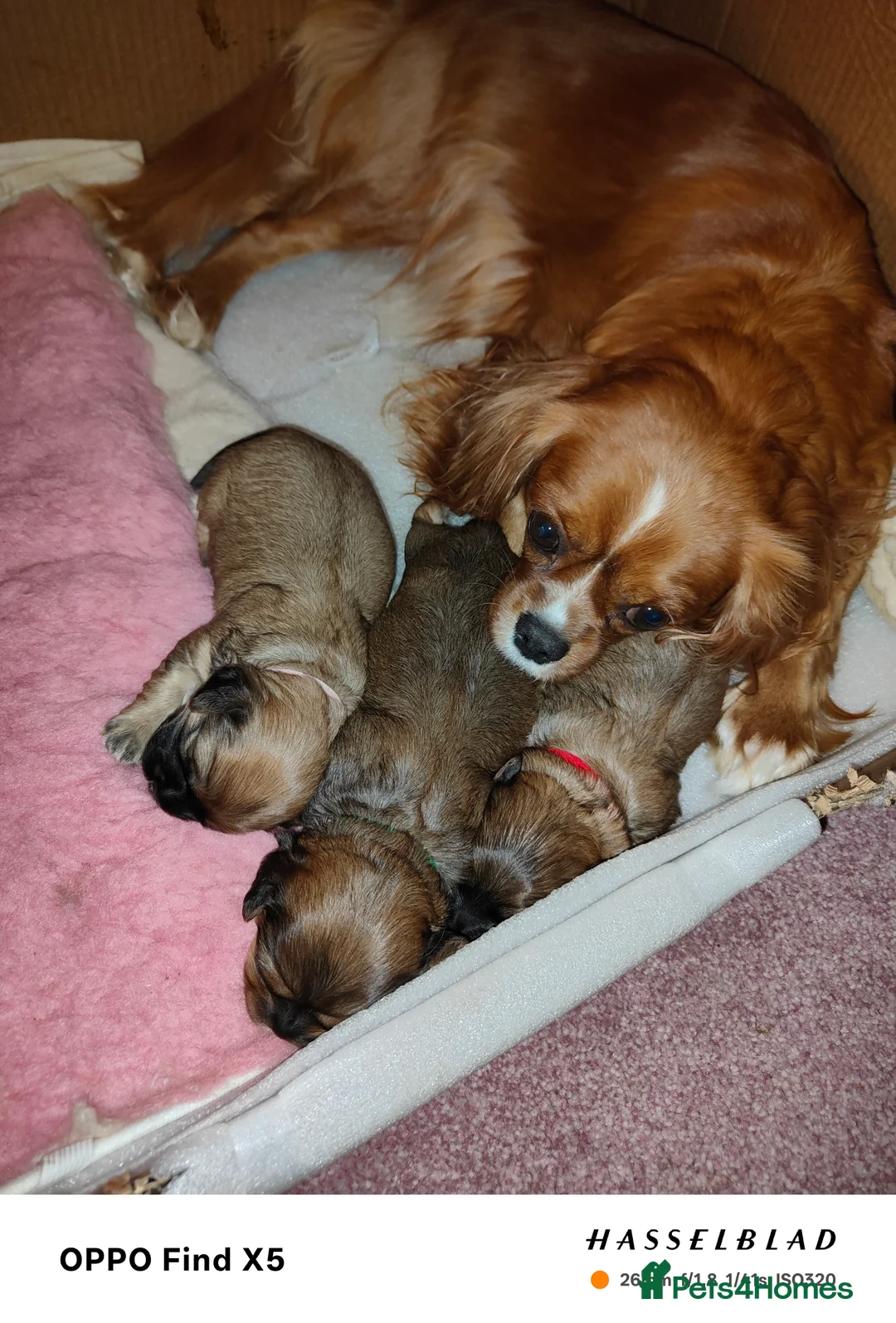 Cava Tzu dogs for sale: CAVA TZU FOR SALE - Advert 21