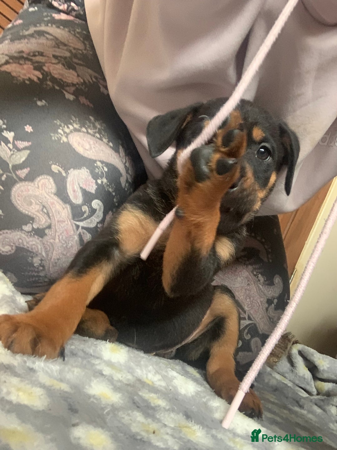 Mixed Breed dogs for sale: 4 stunning boys and 5 even more stunning girls - Advert 3