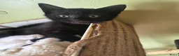 Mixed Breed cats for sale: 3 female kittens  in Durham - Advert 5