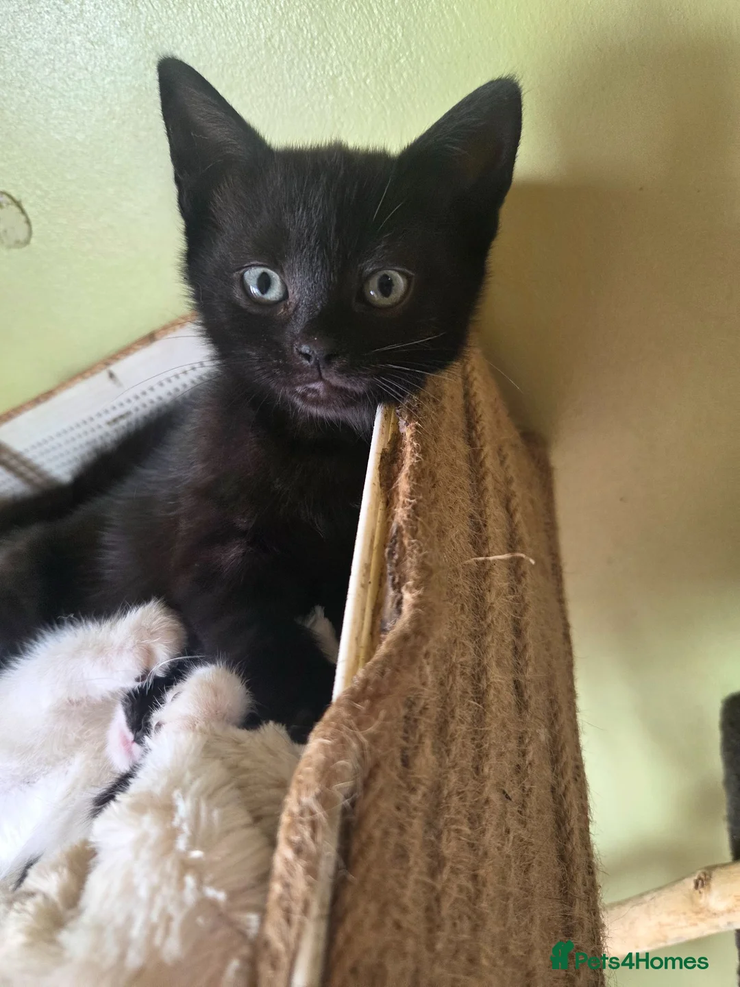 Mixed Breed cats for sale: 3 female kittens  in Durham - Advert 5