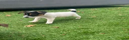 Jack Russell dogs for sale: 2 lovely boys available  - Advert 6