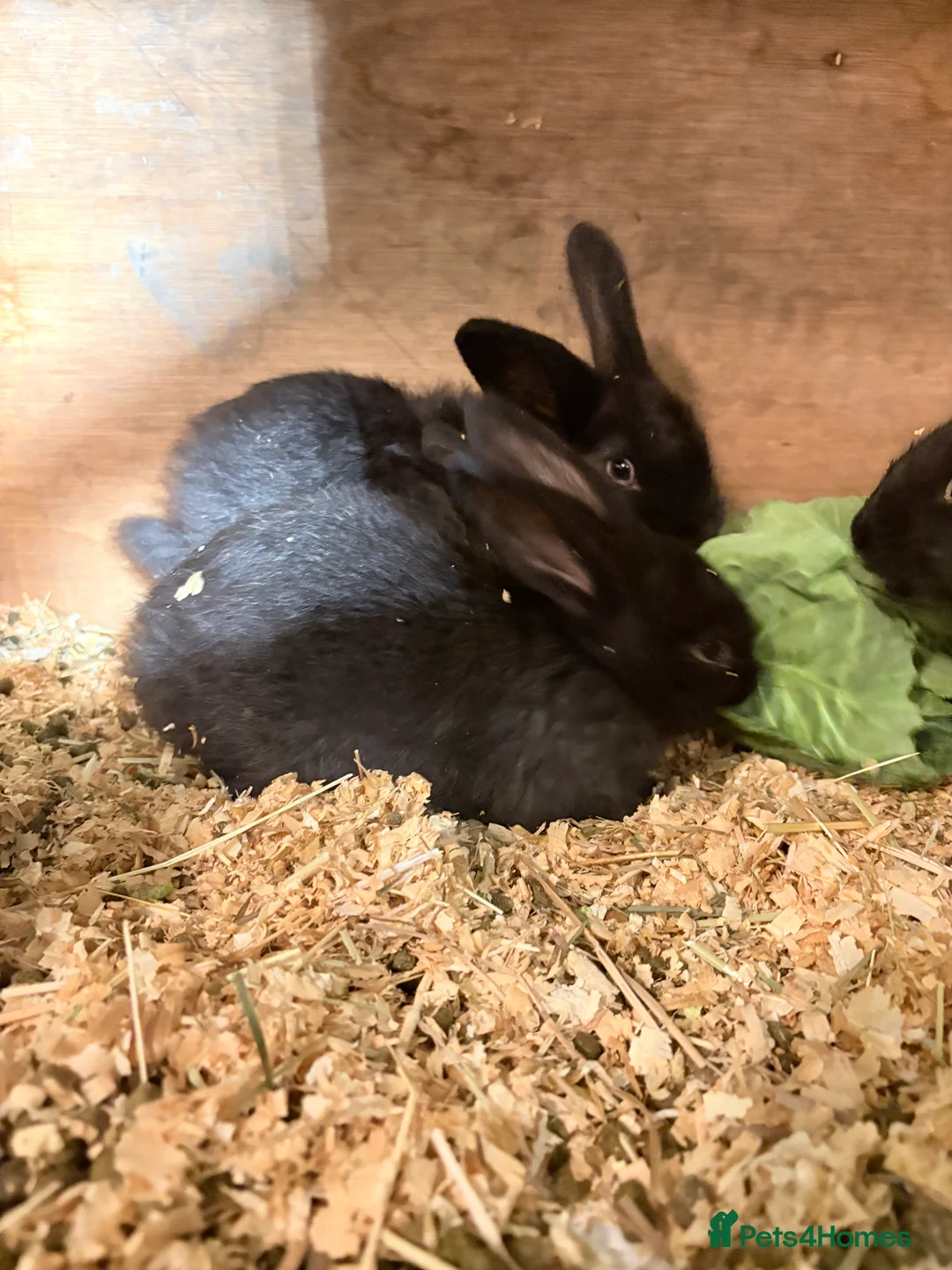 French Lop rabbits for sale: French lop babies - Advert 2