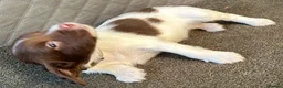 Springador dogs for sale: Meet the Family - Advert 14