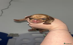 Miniature Dachshund dogs for sale: Miniature Dachshund Puppies - Image 8