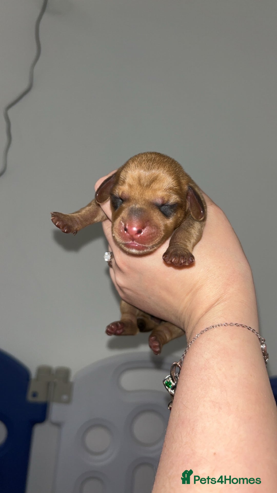 Miniature Dachshund dogs for sale: Miniature Dachshund Puppies - Image 8