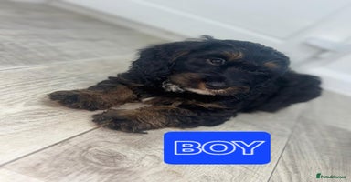 Cockapoo dogs - Advert 8