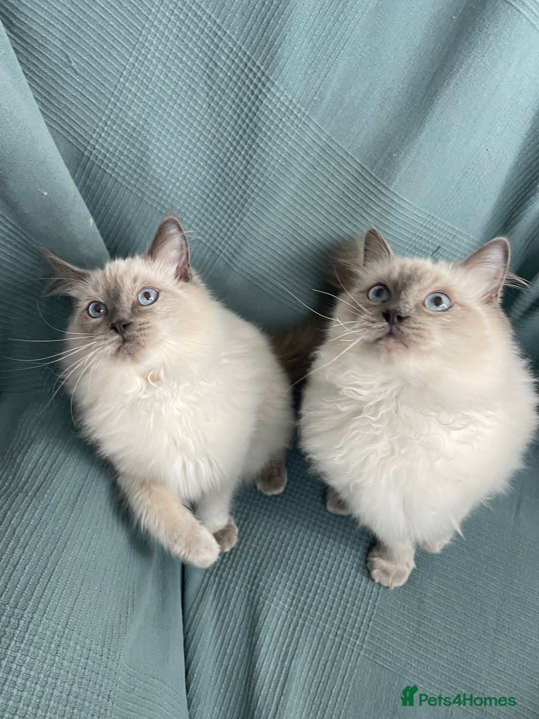 Ragdoll cats for sale: Ragdoll male kittens  - Image 5