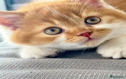 British Shorthair cats for sale: GCCF British Short Hair Kittens, Stunning Colors  - Image 2