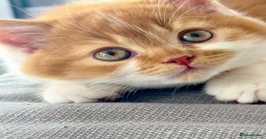 British Shorthair cats - Advert 7