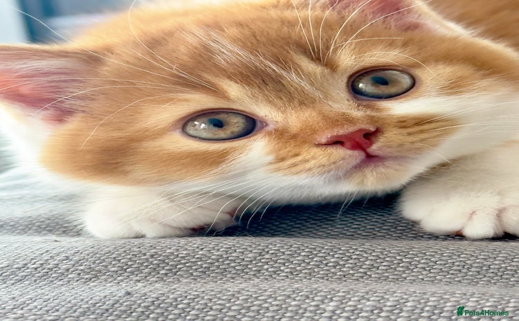 British Shorthair cats - Advert 13