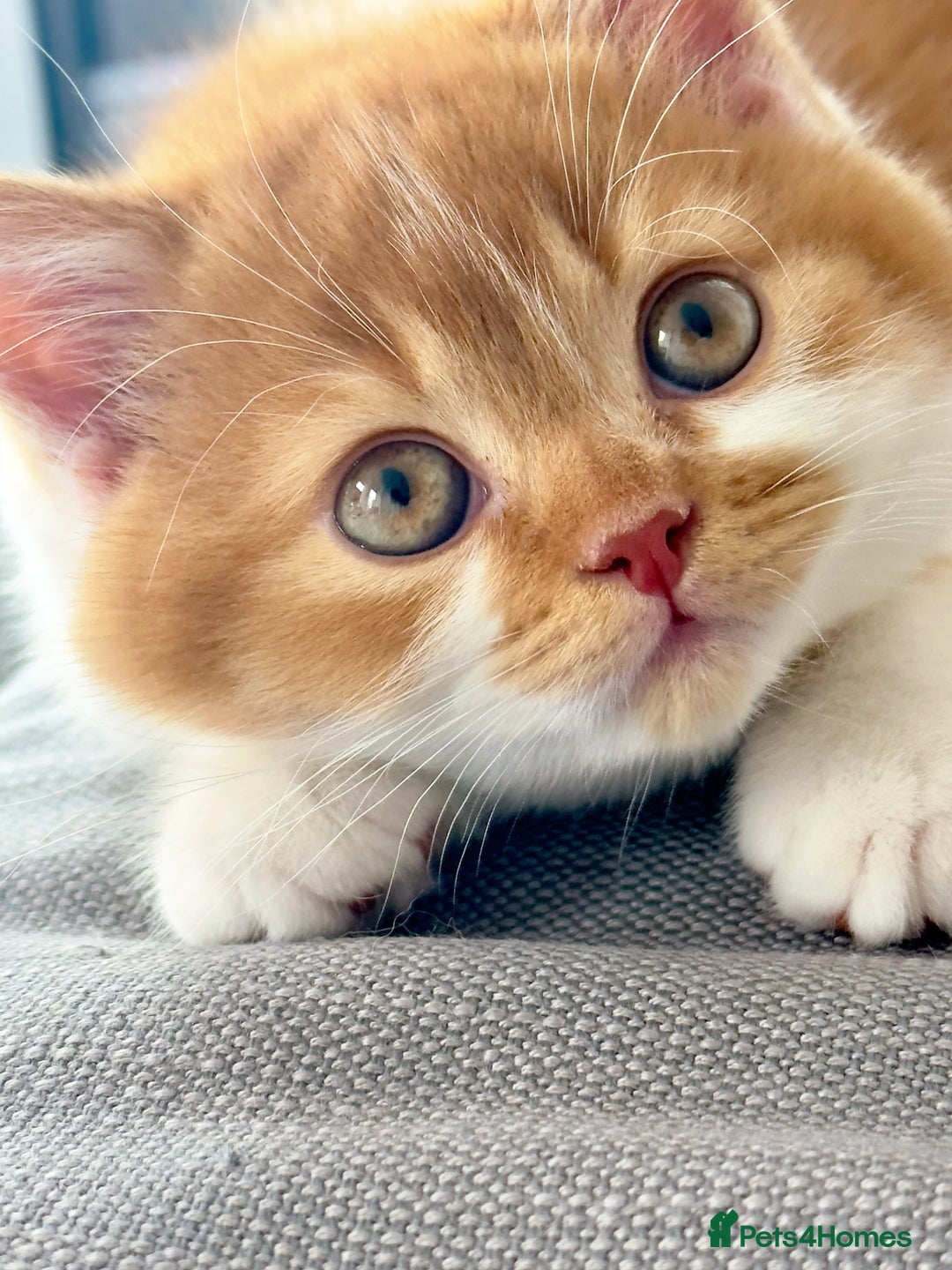 British Shorthair cats for sale: GCCF British Short Hair Kittens, Stunning Colors  - Image 2