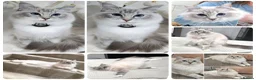 Ragdoll cats for sale: 🤍 GCCF Ragdoll Mum & Daughter 🤍 - Advert 2