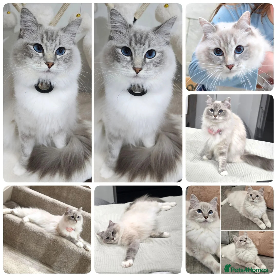 Ragdoll cats for sale: 🤍 GCCF Ragdoll Mum & Daughter 🤍 - Advert 2