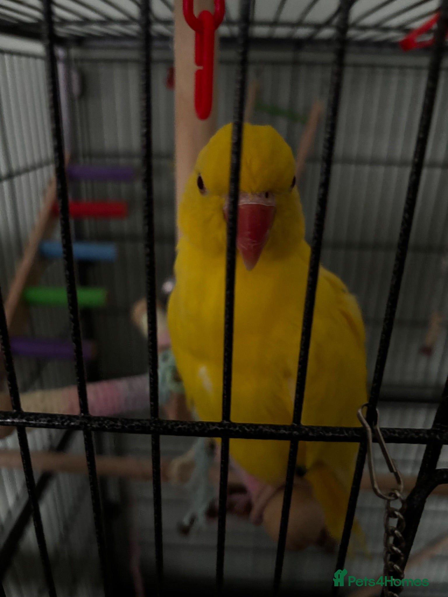 Ringnecks birds Noodle - Advert 10
