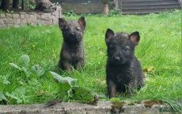 German Shepherd dogs for sale: German Shepherd Puppies - Image 6