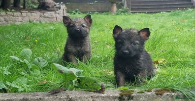 German Shepherd dogs - Advert 1