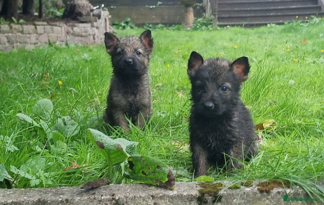 German Shepherd dogs for sale: German Shepherd Puppies - Image 6