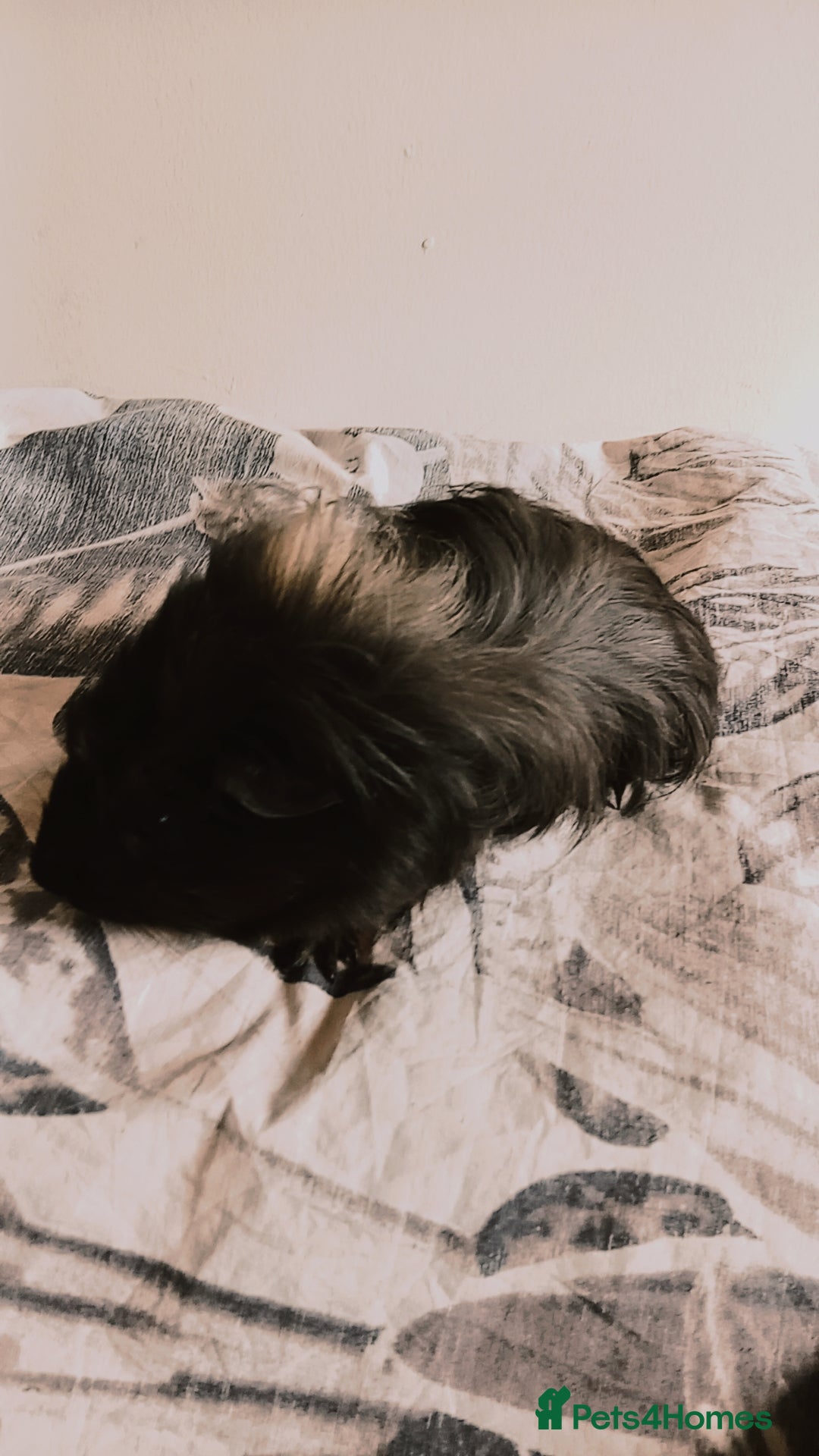 Guinea Pig rodents for sale: 4 Guinea pigs boys and girls  - Image 4