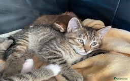 Mixed Breed cats for sale: READY TO GO tabby male female kittens brown  in Ware - Image 2