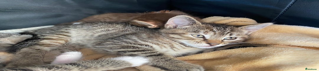 Biscuit