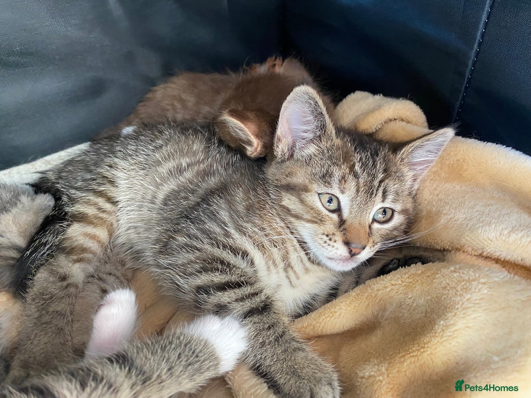 Mixed Breed cats for sale: READY TO GO tabby male female kittens brown  in Ware - Image 2