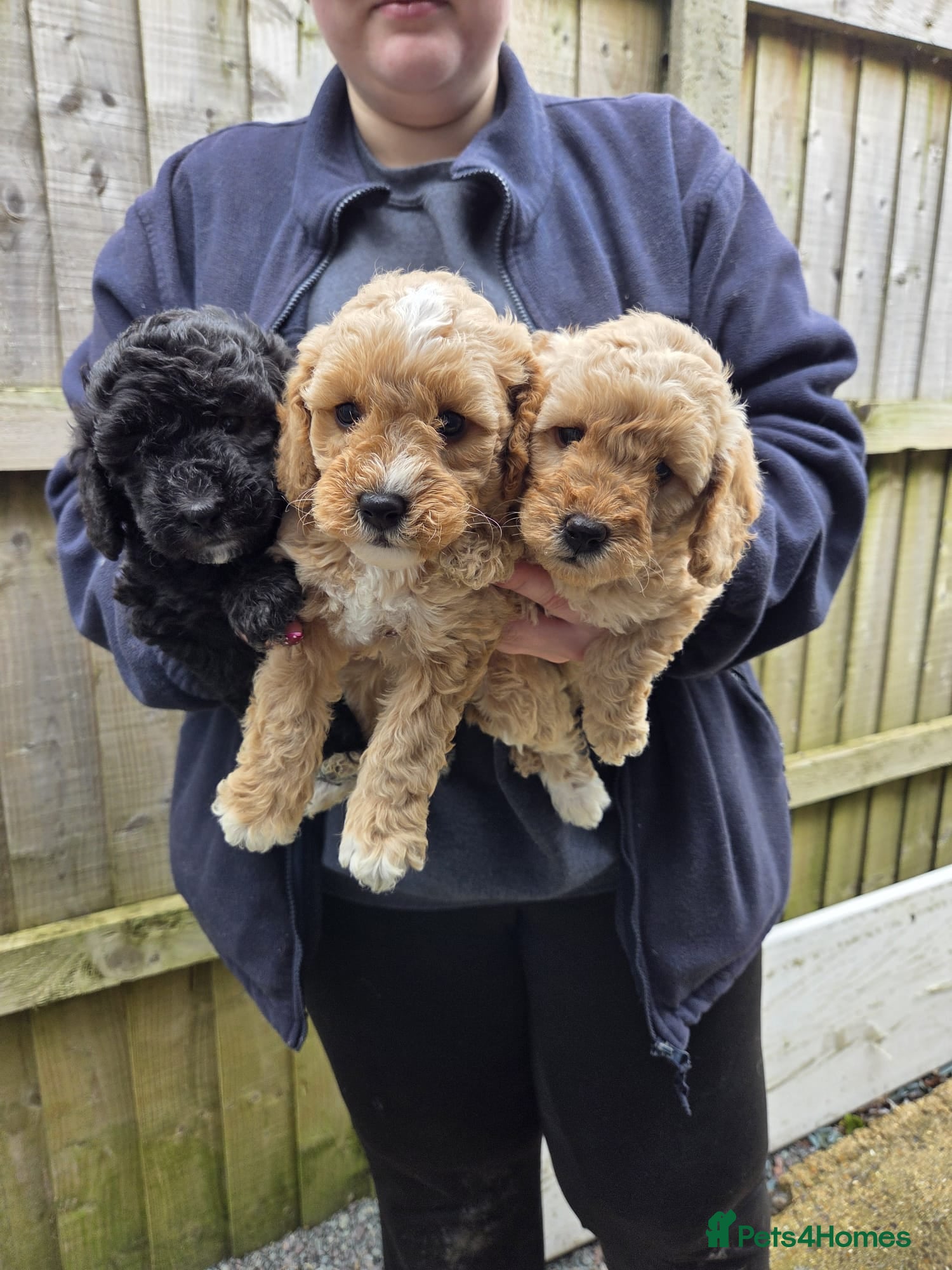 Miniature Poodle dogs Kc Registered Miniture Poodle  - Advert 11