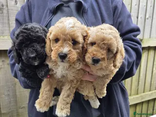 Miniature Poodle dogs Kc Registered Miniture Poodle - Advert 11