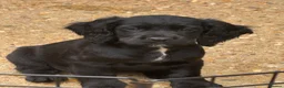 Cocker Spaniel dogs for sale: Kc Reg Working cocker spaniel puppies  - Advert 3