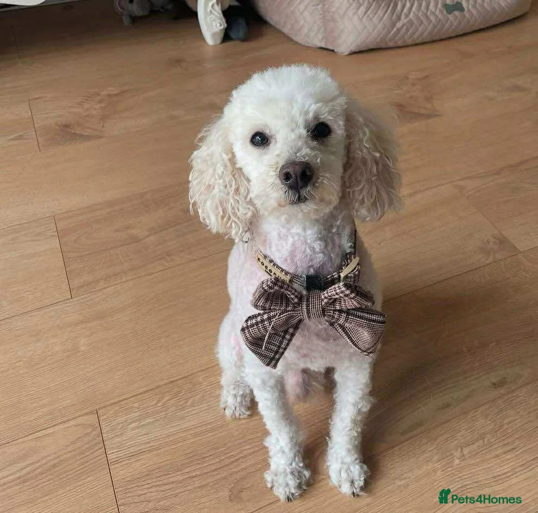 Cockapoo dogs for sale: F1 Cockapoos  - Advert 3